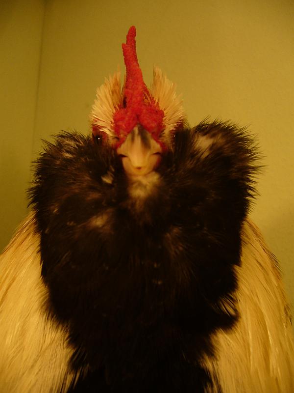 Muenster 2008 773.jpg - Deutsche Zwerg Lachshühner lachsfarbig von Friedich Edler Preis HV96 LVE